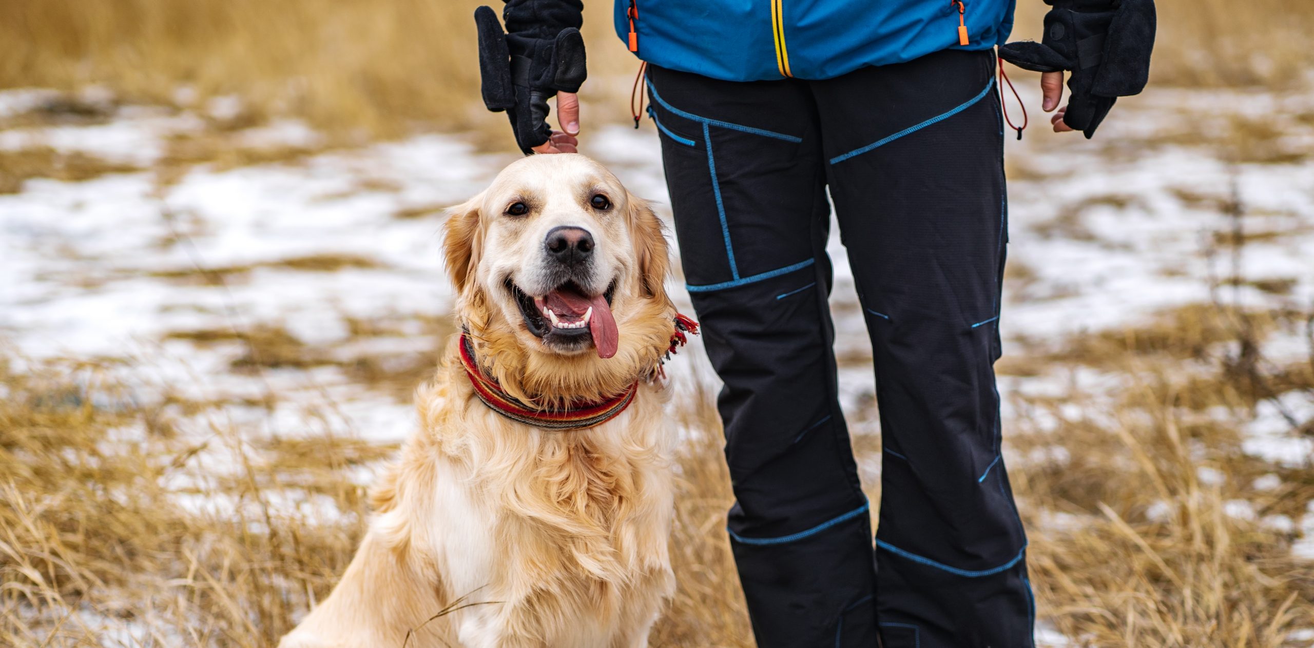 Golden retriever dog walking in the winter field