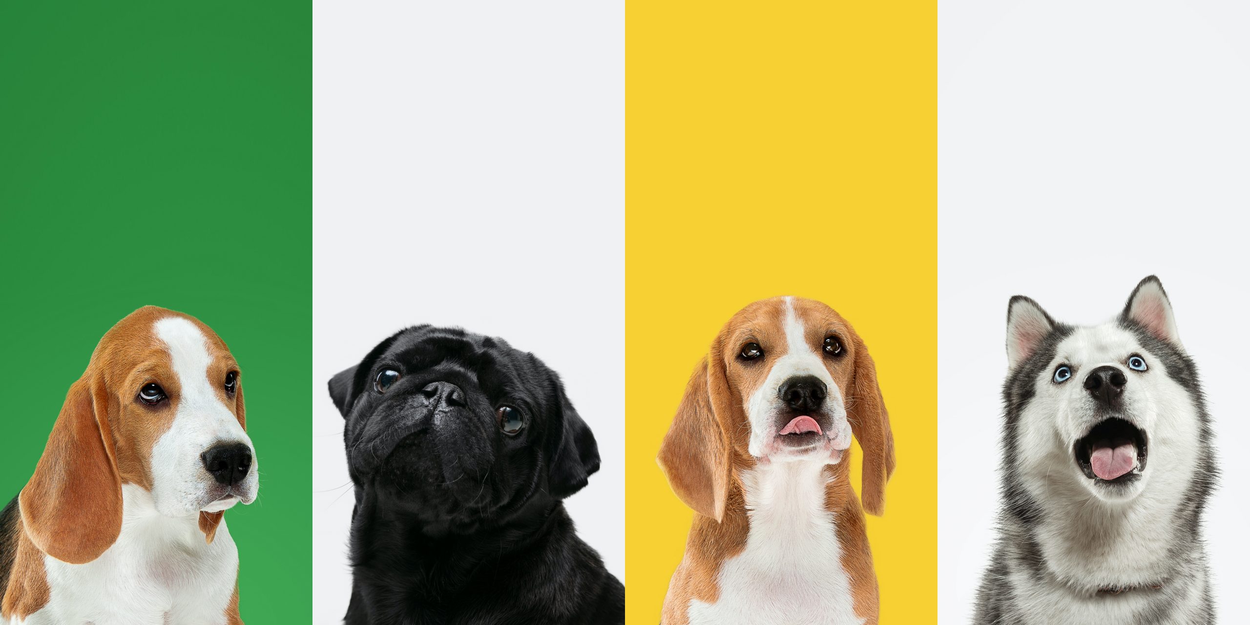 Stylish dogs posing. Cute doggies or pets happy. The different purebred puppies. Creative collage isolated on multicolored studio background. Front view.