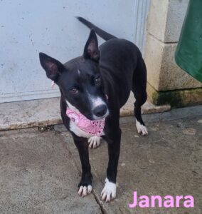 Janara