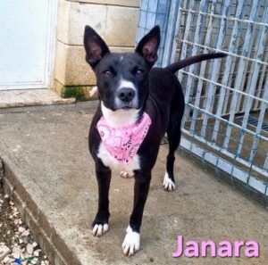 Janara