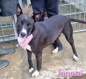 Janara