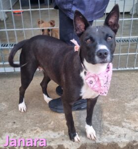 Janara