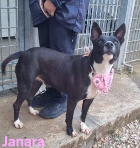 Janara