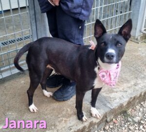 Janara